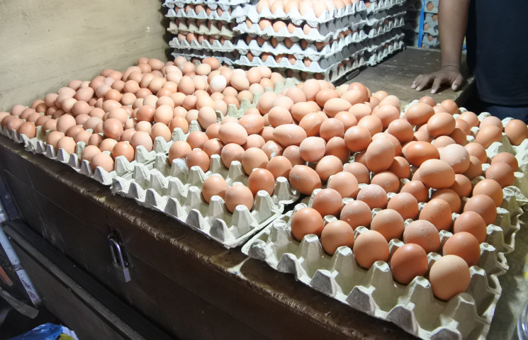 Produksi Telur Ayam Kota Jayapura Capai 35 Ribu Per Hari